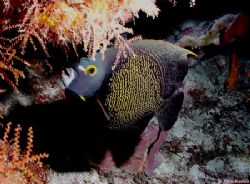This photo of a French Angel was taken in Cozumel in Dec ... by Steven Anderson 